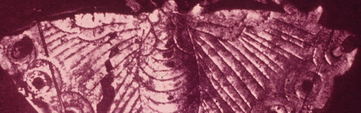 White Dance (Revival)