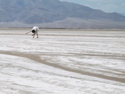 Death Valley: Crawl (2019)