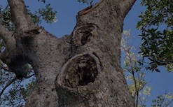 Eiko in Residence at Brooklyn Botanic Garden